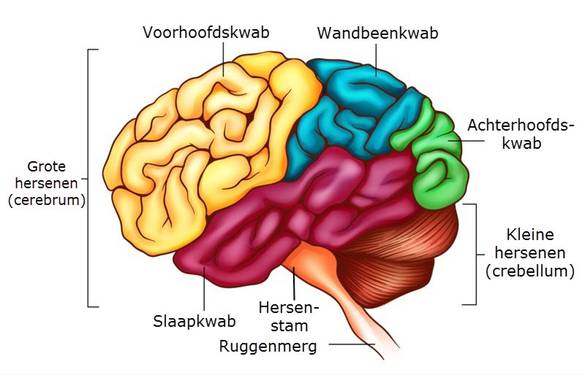 Anatomie hersenen